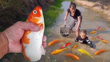 Em ổi bắt những chú cá cảnh vàng đầy màu sắc đáng kinh ngạc trong ao nhỏ, cá Koi, cá chép vàng
