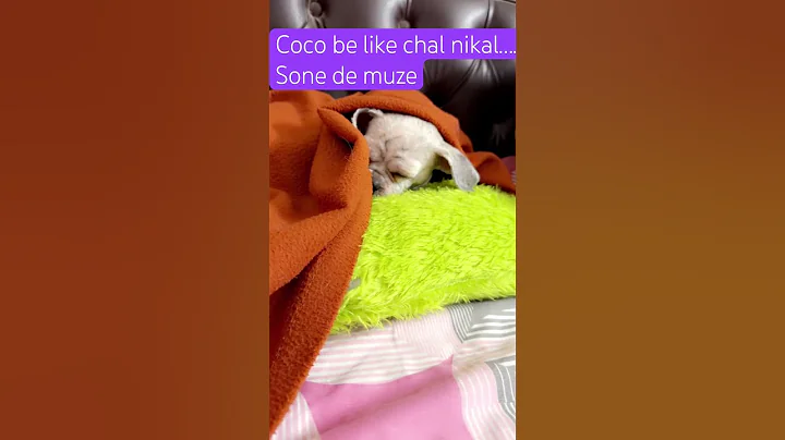 Don’t disturb me || #dogshorts #shorts #short #youtubeshorts #trending #ytshorts #viral #viralvideo