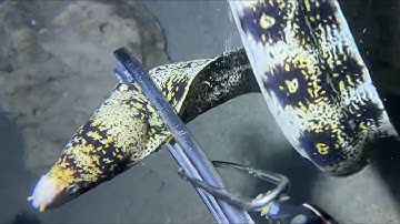 Diving under the sea to catch eels, crabs and sea cucumbers | Part 120-2