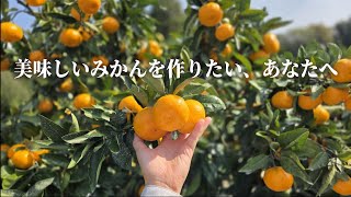 【11月中旬】みかんの木を元気にしてはいけません！