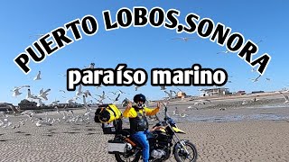 Puerto Lobos,paraíso marino...Caborca,Sonora.