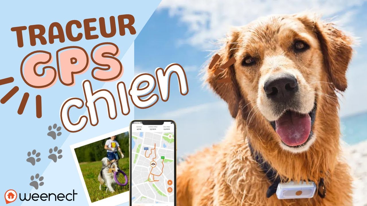 Weenect Dogs 2 - Présentation du collier GPS pour chien