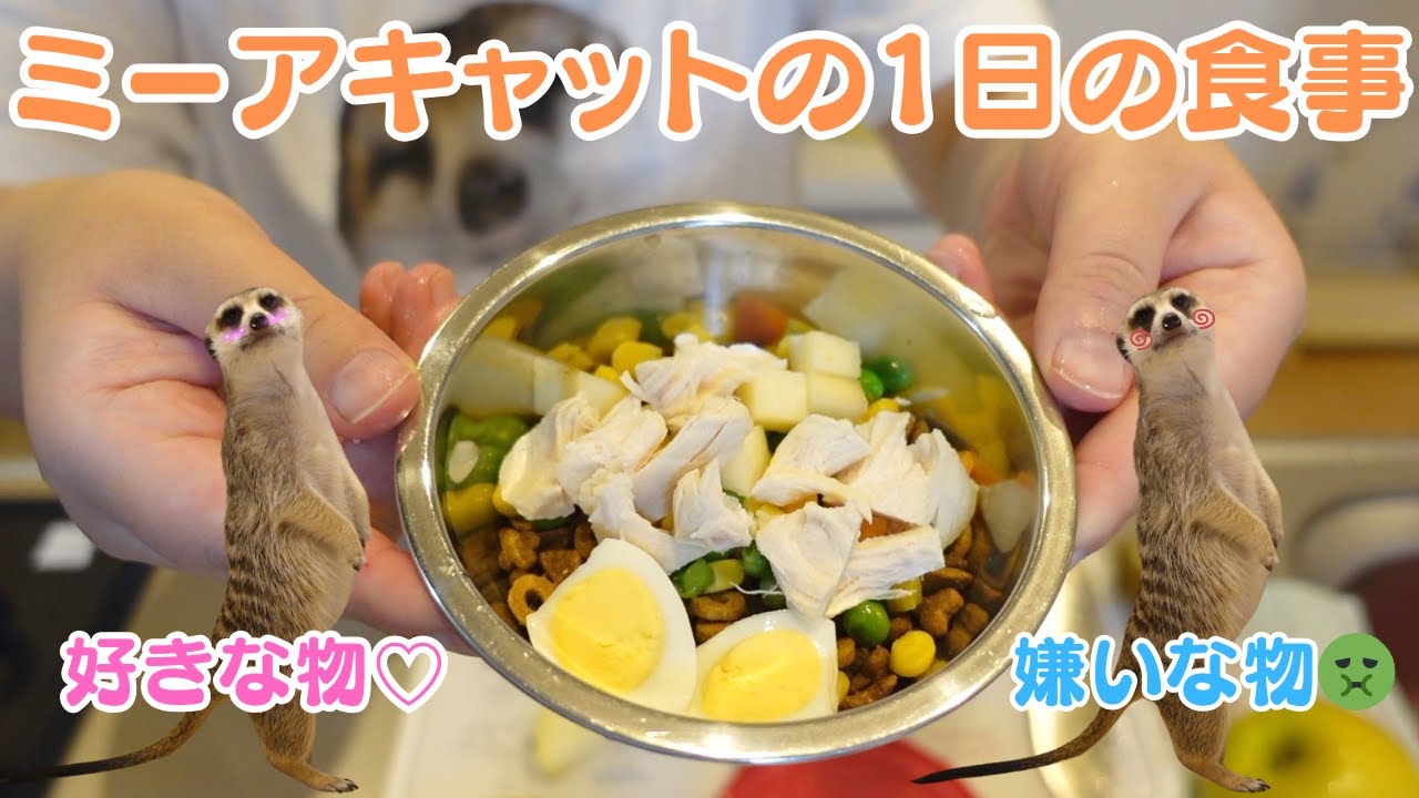 ミーアキャット博多の1日の食事の紹介?️【好きな物・嫌いな物紹介 
