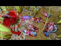 Top 5 Videos | Unique Catch Galaxy Betta Fish And Giant Betta Fish Finding A Lot Of Betta