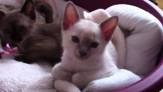 Tonkinese kittens by zephanco 1,143 views 12 years ago 1 minute, 37 seconds