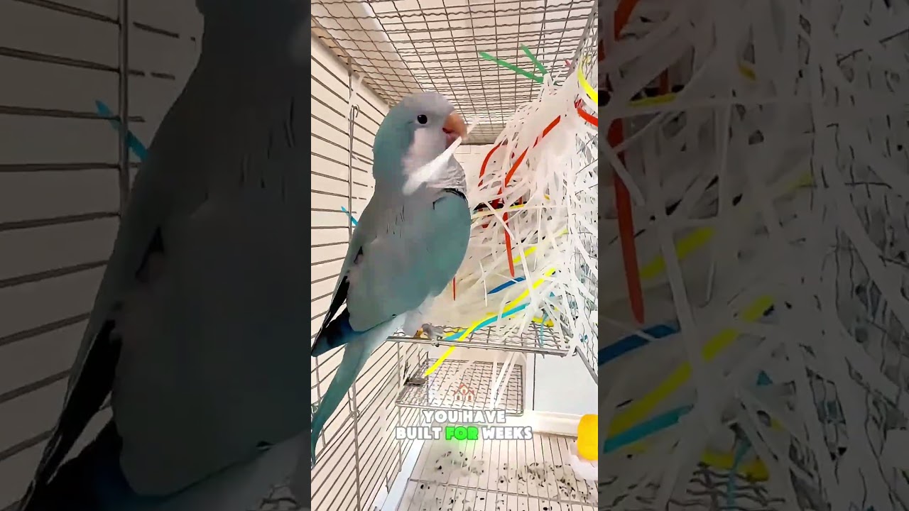 🦜🏗️😂 My Parrot Used 50 Packs of Zip Ties… And He's Not Done! #funny