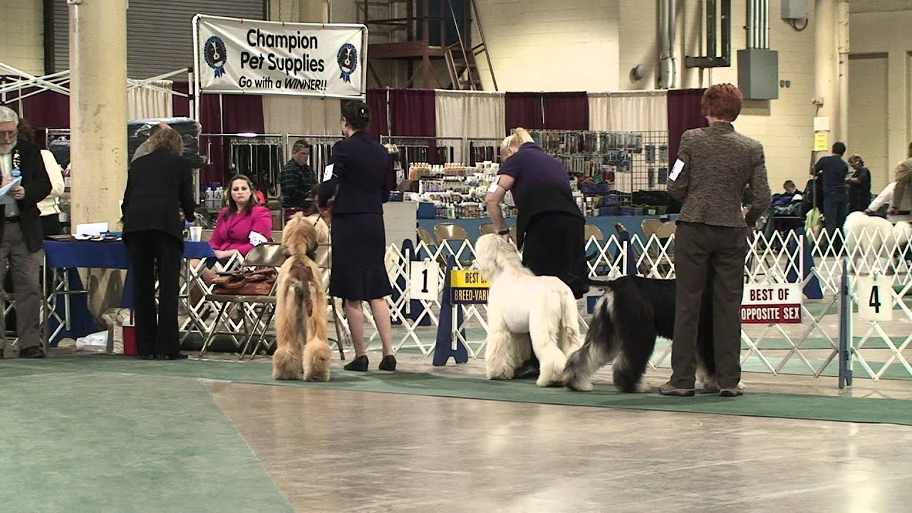 Sandusky Kennel Club 111711 Afghan Hounds YouTube