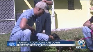 Tri-County Adoptions