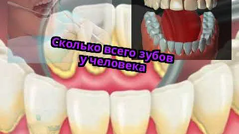 Сколько всего зубов у человека