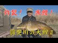 炸裂！寒鯉！揖斐川の大鯉2！