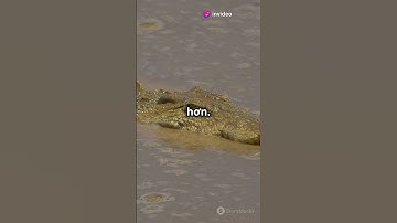 Tại sao Cá Sấu không ăn thịt Capybara???