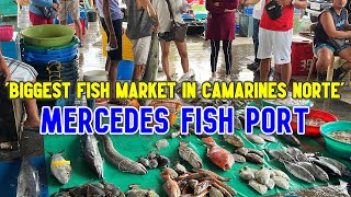 MERCEDES FISH PORT of Camarines Norte | Biggest Seafood Market in BICOL   Explore DAET to MERCEDES