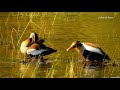 Marreca-cabocla casal banhndo-se na lagoa, Aves de regiões alagadas,