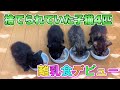 4匹の乳飲み子猫達が離乳食を食べられるようになりました！【4 kittens stared eating baby food】