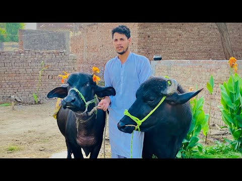 Ki Hal a ..❤️#mrpendu1122 25 May 2026