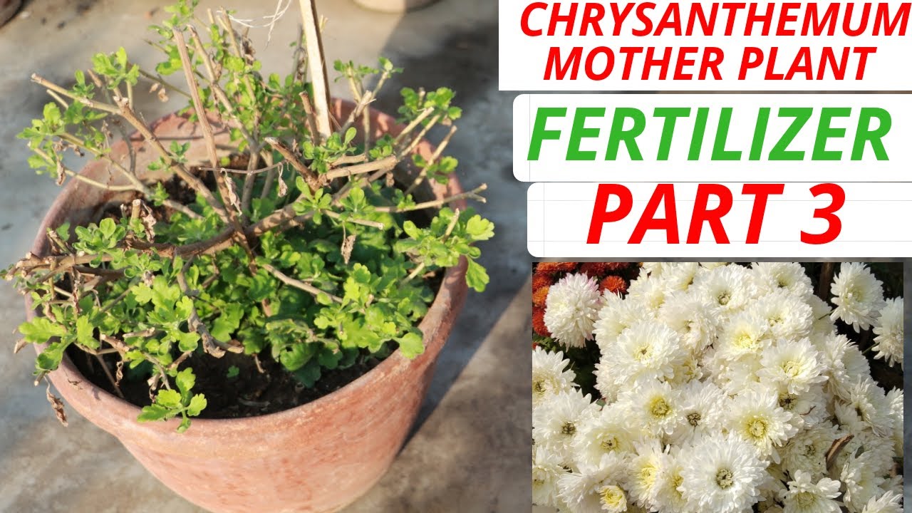 Chrysanthemum mother plant fertilizer and watering, Part 3 YouTube