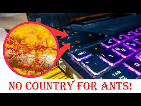 How To Get Rid Of Ants Around My Laptop