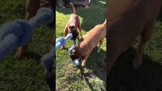 Boxer dog Jacks new toy