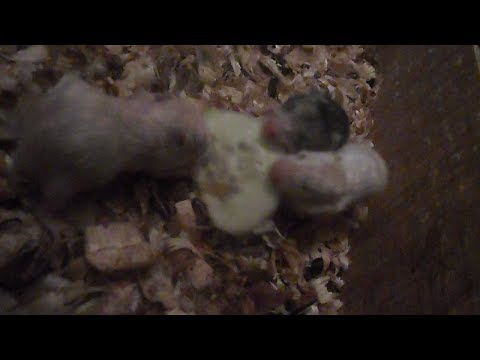 funniest-baby-hamsters-of-all-time---2019