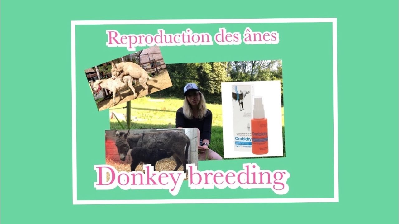La reproduction de l'âne