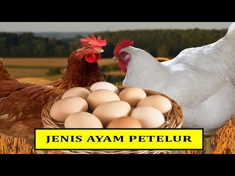 Video: Ras Ayam: Leghorn Dan Putih Rusia