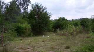 L class KNO3 / sugar PVC rocket motor static test