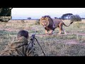 How South African Hunters Confront Thousands of Lions with Only Rifles