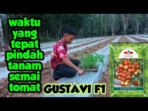 Video: Kapan transplantasi bibit tomat?
