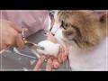 MIXは暴れるって思ってない？お手入れ中「無」になれる猫【ふくちゃん】