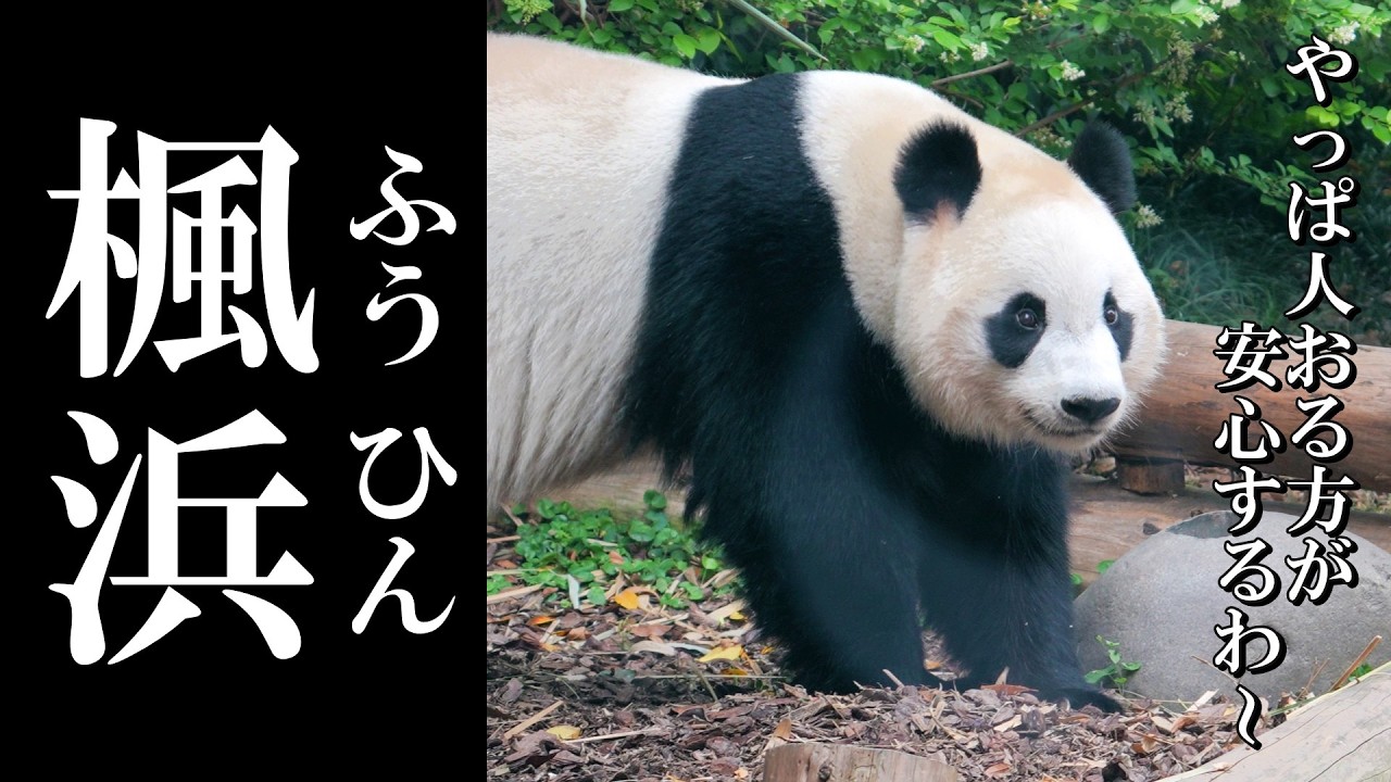風神パンダ Finally Reunited with Fuhin…! 🐼✨ - YouTube
