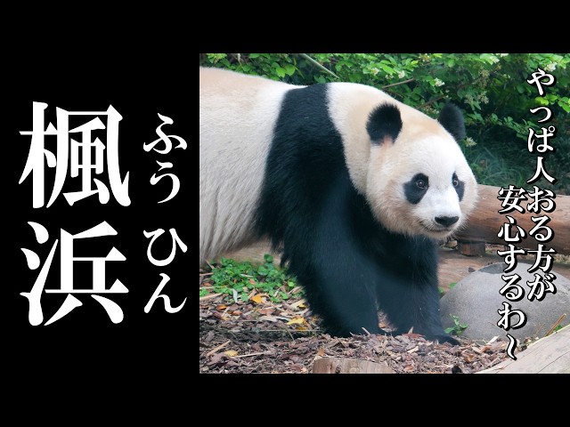 成都デビューの結浜と感動の再会、正にミラクル】 - YouTube