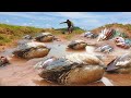 Wow wow amazing! today a fisherman finding &amp; pick many clams &amp; strange snails in sand when dry water