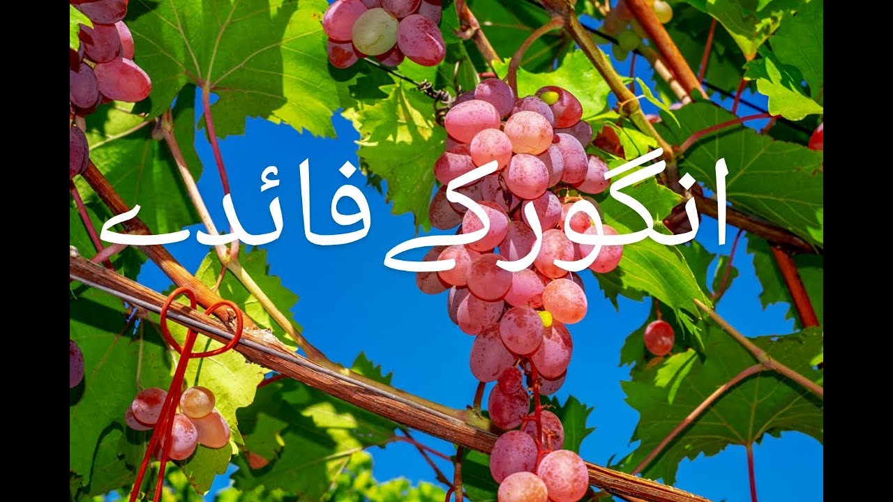 Angoor Ke Fayde Angur Khane Ke Fayde Grapes angoor-ke-fayde-angur-khane-ke-fayde-grapes