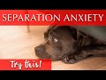 Music for Dog Separation Anxiety [Try This!]