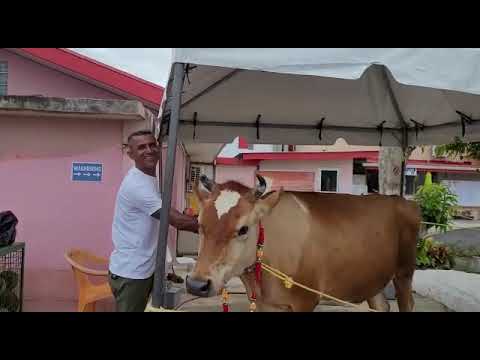 This cow is kept I  the Ashram