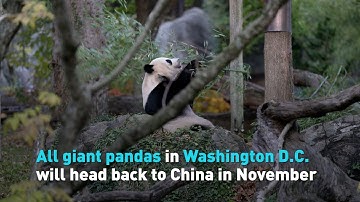 All giant pandas in Washington D.C. will head back to China in November