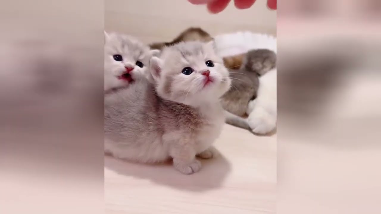 Sweet kitten cuddles are exactly what you need today
