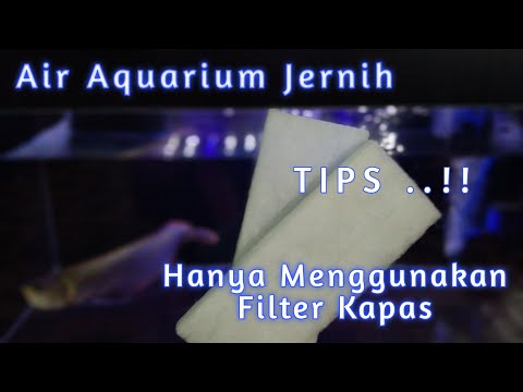 Video: Mengapa Anda Membutuhkan Filter Akuarium