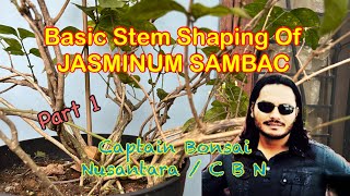 JASMINUM SAMBAC Bonsai