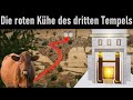 Endzeit-News ➤ Die roten Kühe für den dritten Tempel sind da!