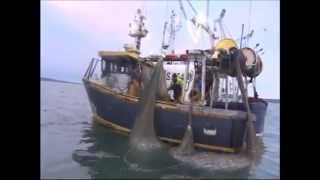 Sprat Fishing At Waterford Harbour