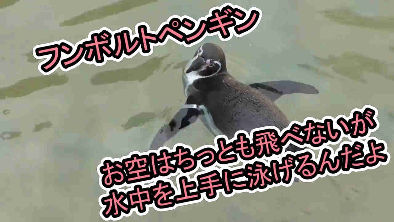 飛べないペンギン フンボルトペンギン「お空はちっとも飛べないが水中を上手に泳げるんだ