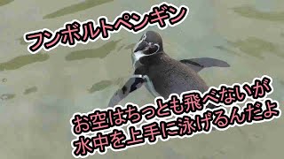 フンボルトペンギン「お空はちっとも飛べないが水中を上手に泳げるんだ