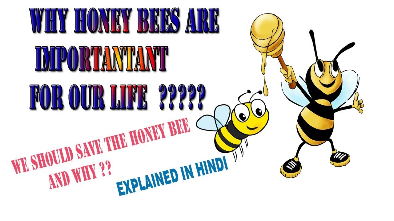 responsibility of honey bees of our life explained in hindi YouTube