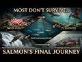 Salmon’s Final Journey: The Brutal Lifecycle of All 5 Wild Species Explained