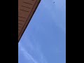Bird Gliding in the Sky | Thai Countryside Nature Sounds