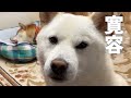 娘柴犬のストレスを全身で受け止める父柴犬♪