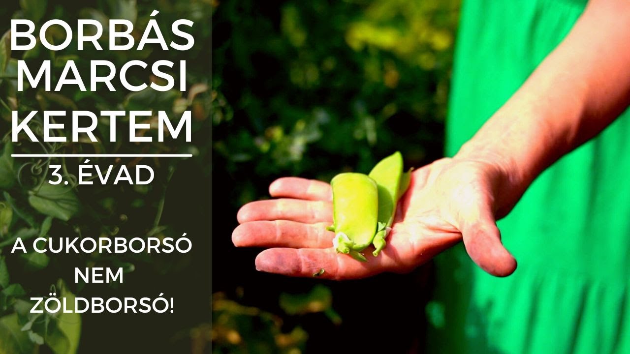 Borbás Marcsi - Kertem: A cukorborsó nem zöldborsó!