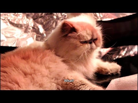 4-you---funniest-persian-cat-videos