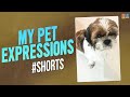 My Pet Expressions #petslove #shorts